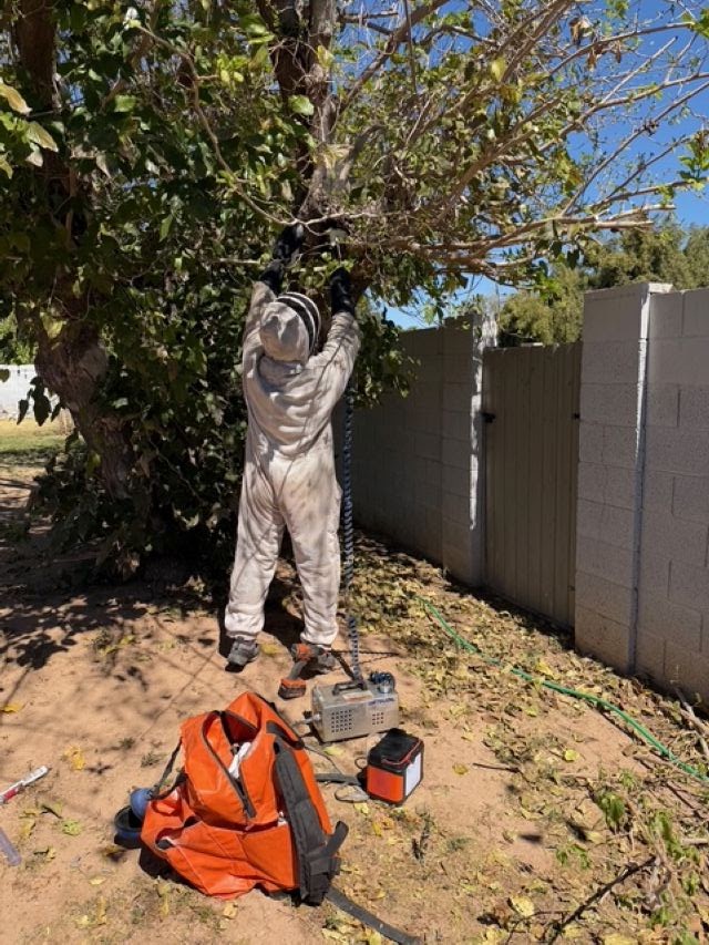 Buzz Tech Bee Removal project